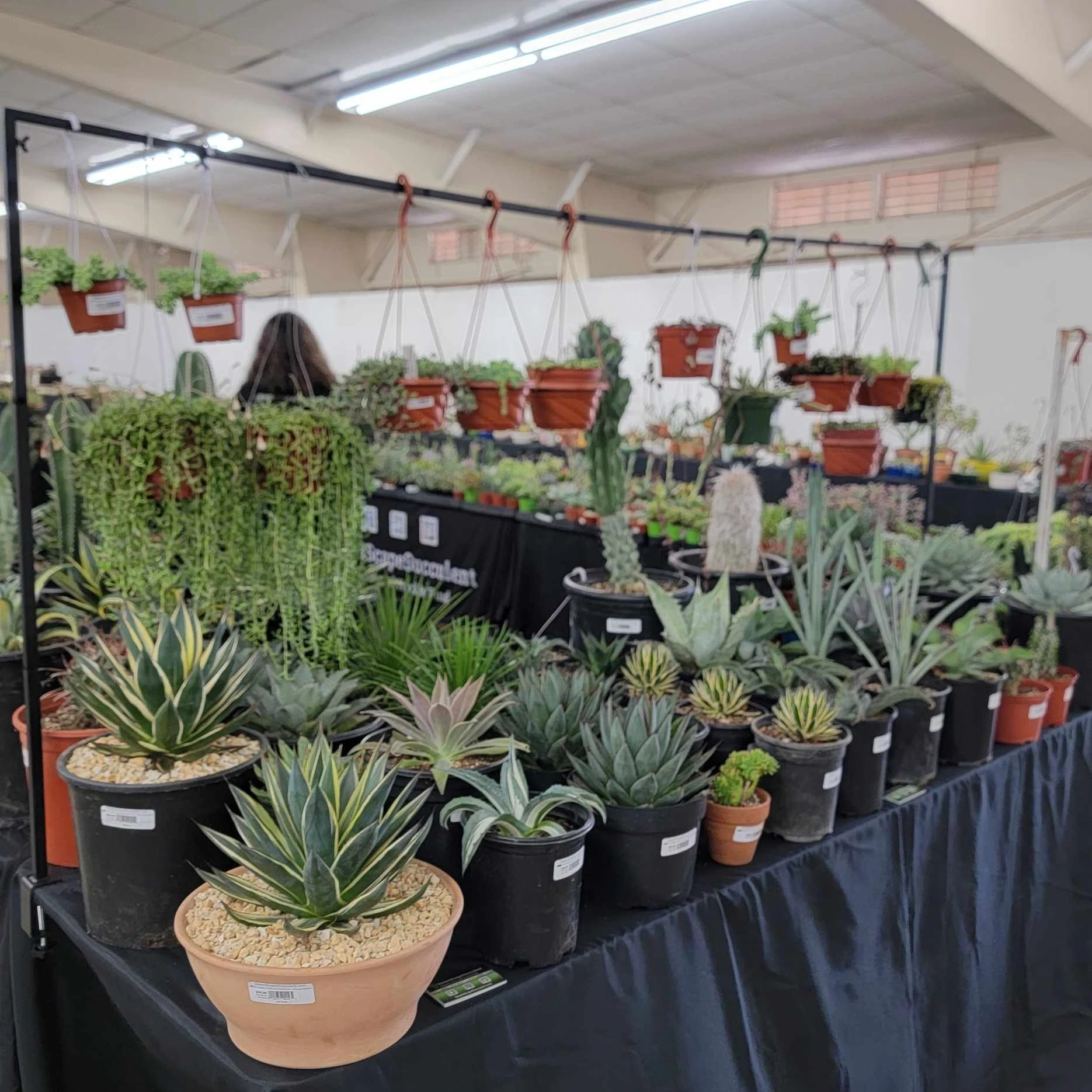 DesertScapeSucculent booth setup 3