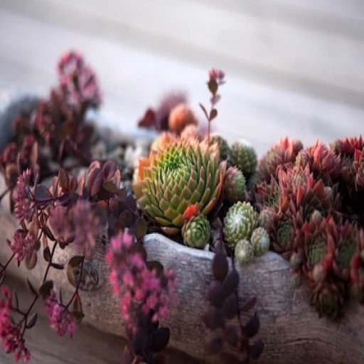 DesertScapeSucculent logo