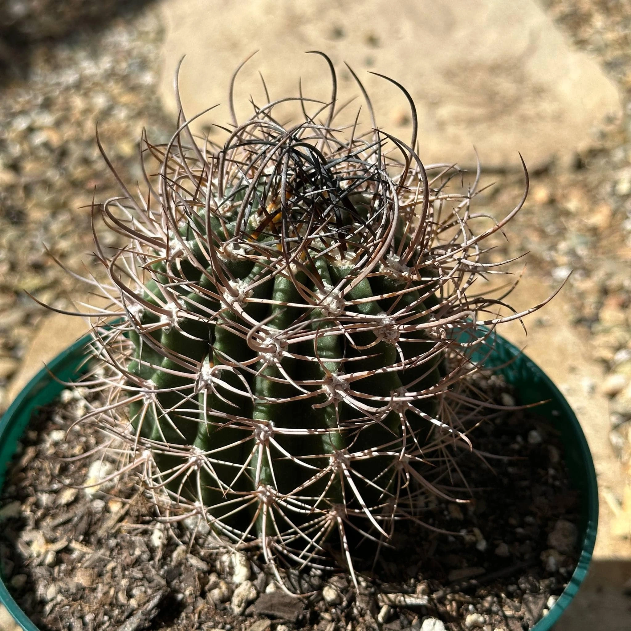 DesertScapeSucculent DesertScapeSucculent product