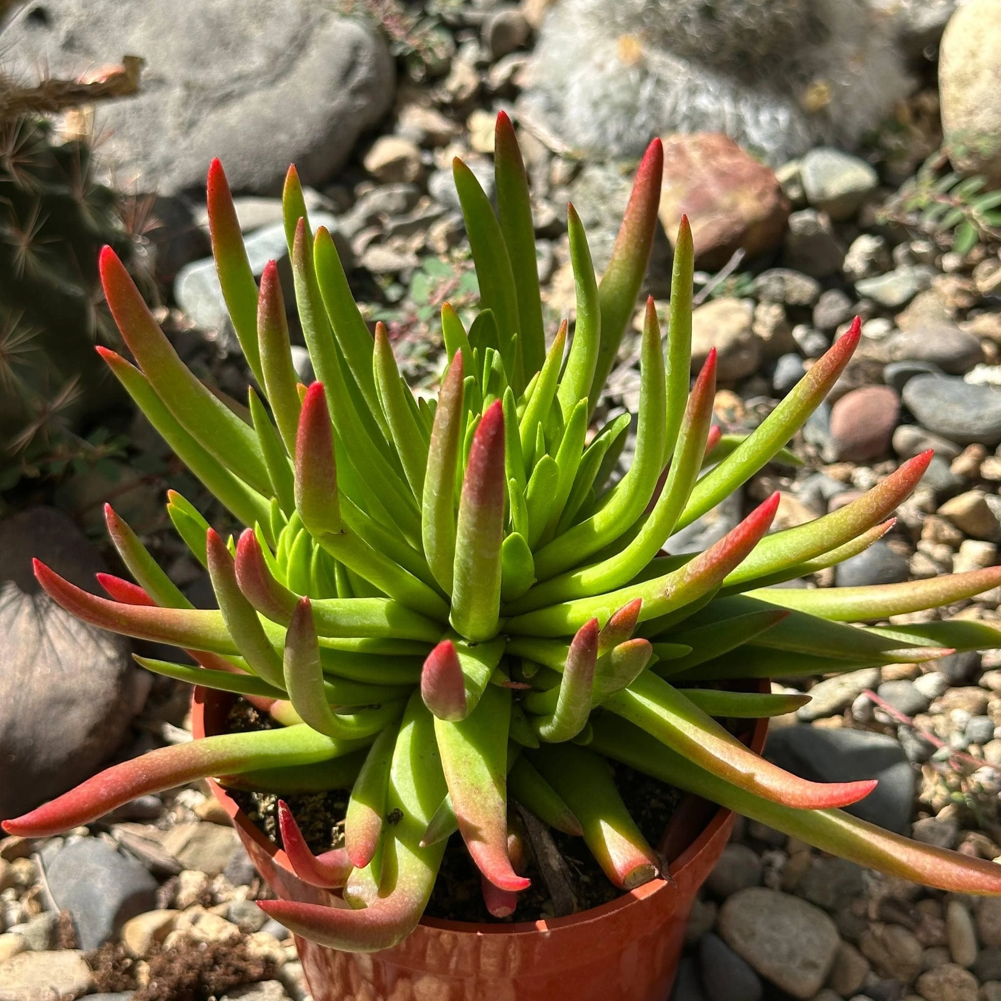 DesertScapeSucculent DesertScapeSucculent product 2