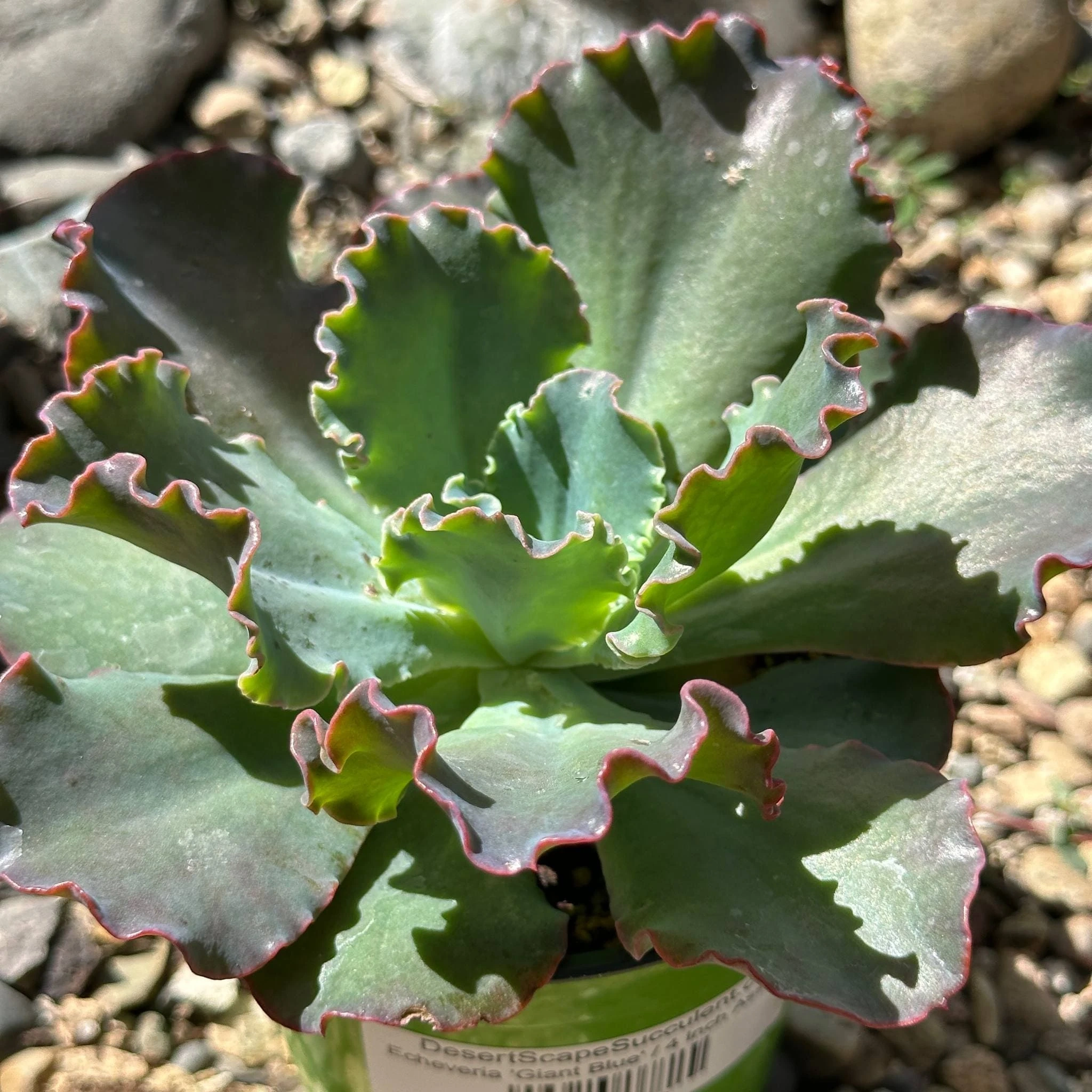 DesertScapeSucculent DesertScapeSucculent product 3