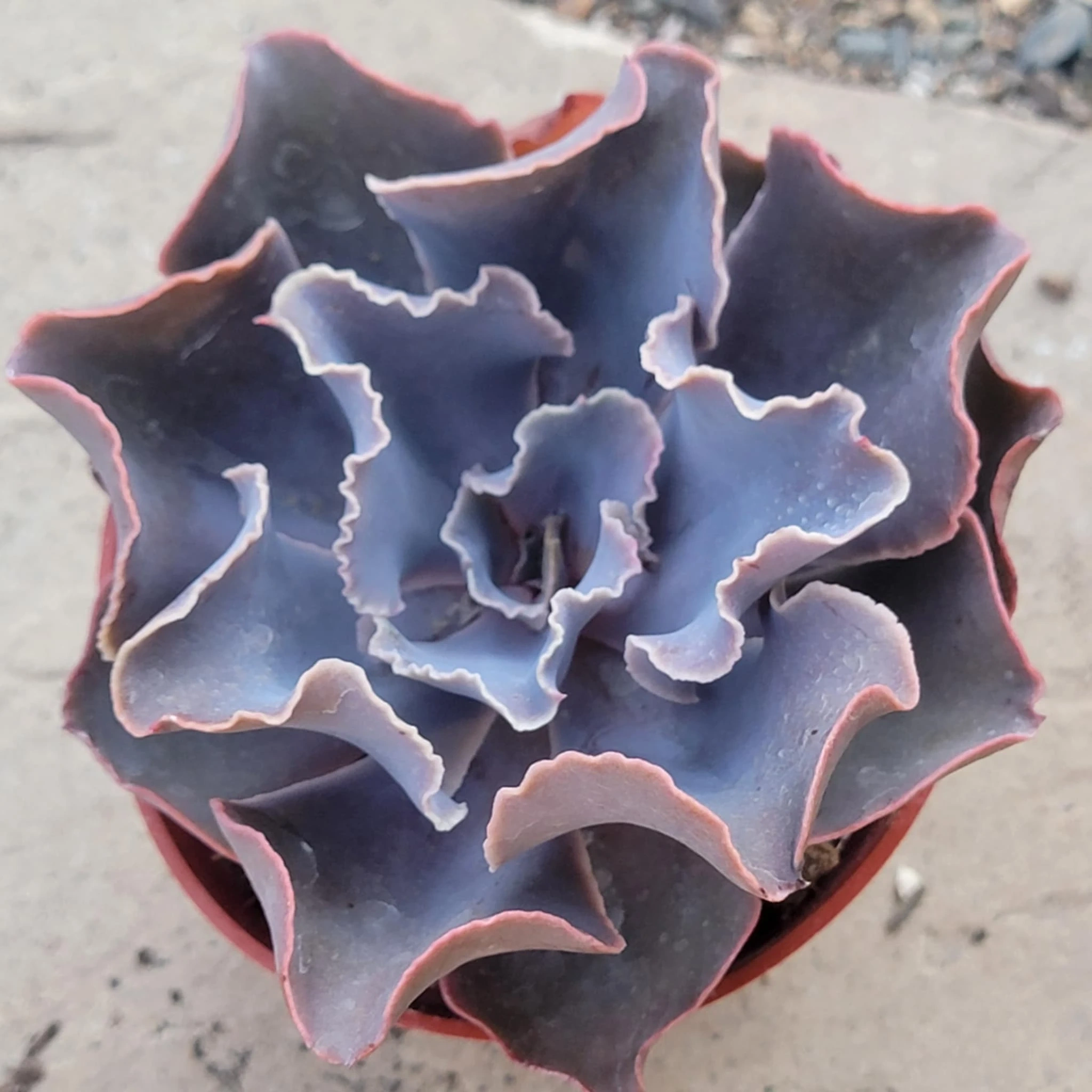 DesertScapeSucculent DesertScapeSucculent product 4