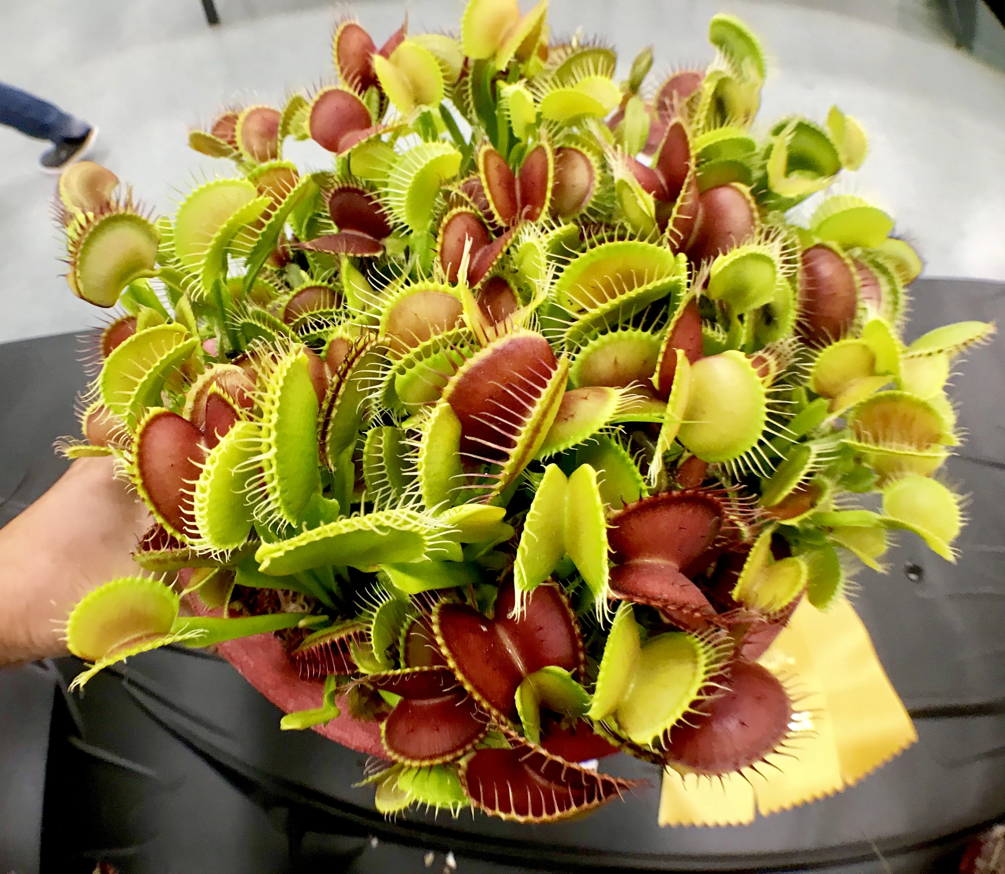 MSH Carnivorous Plants MSH Carnivorous Plants product