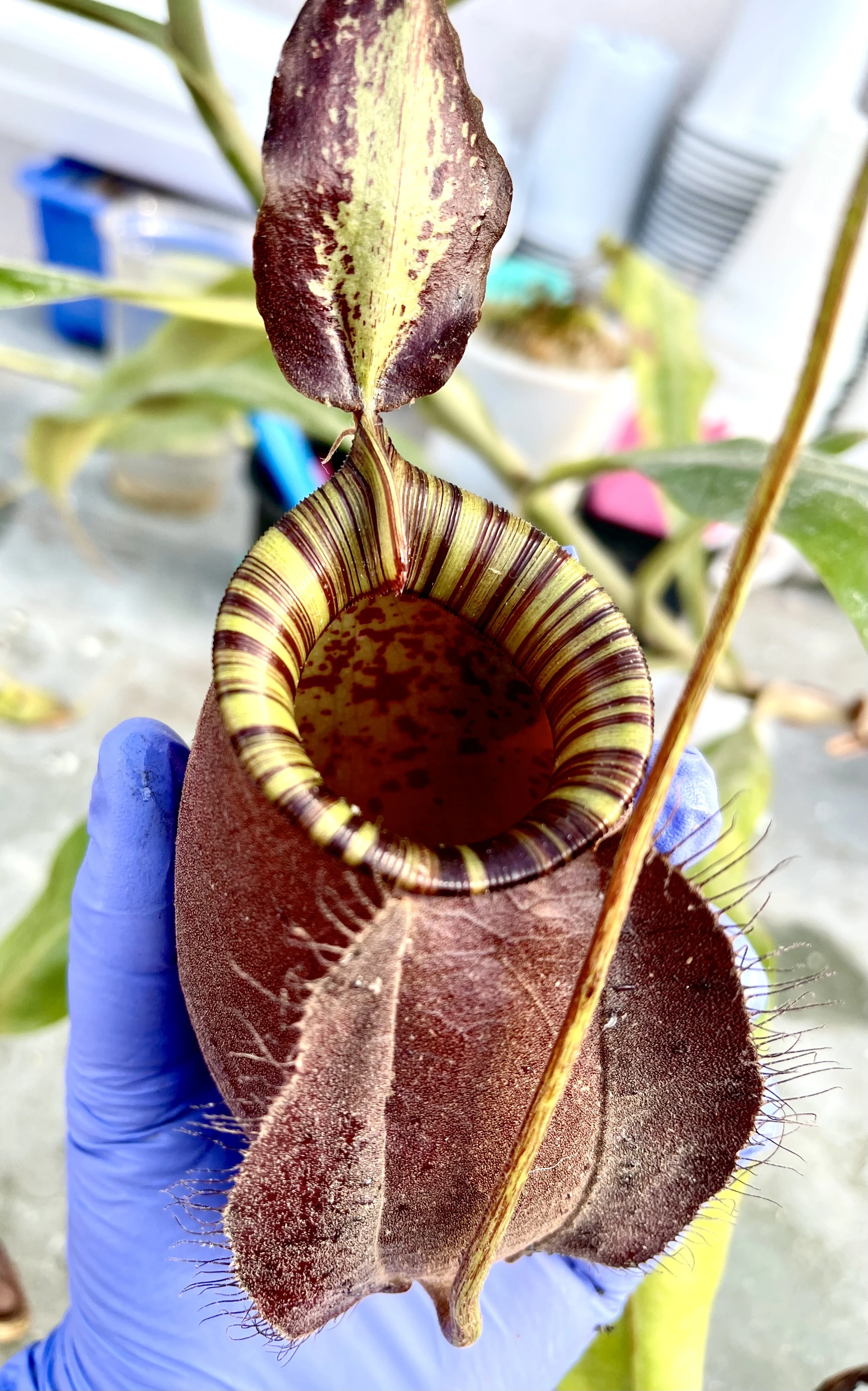 MSH Carnivorous Plants MSH Carnivorous Plants product 2