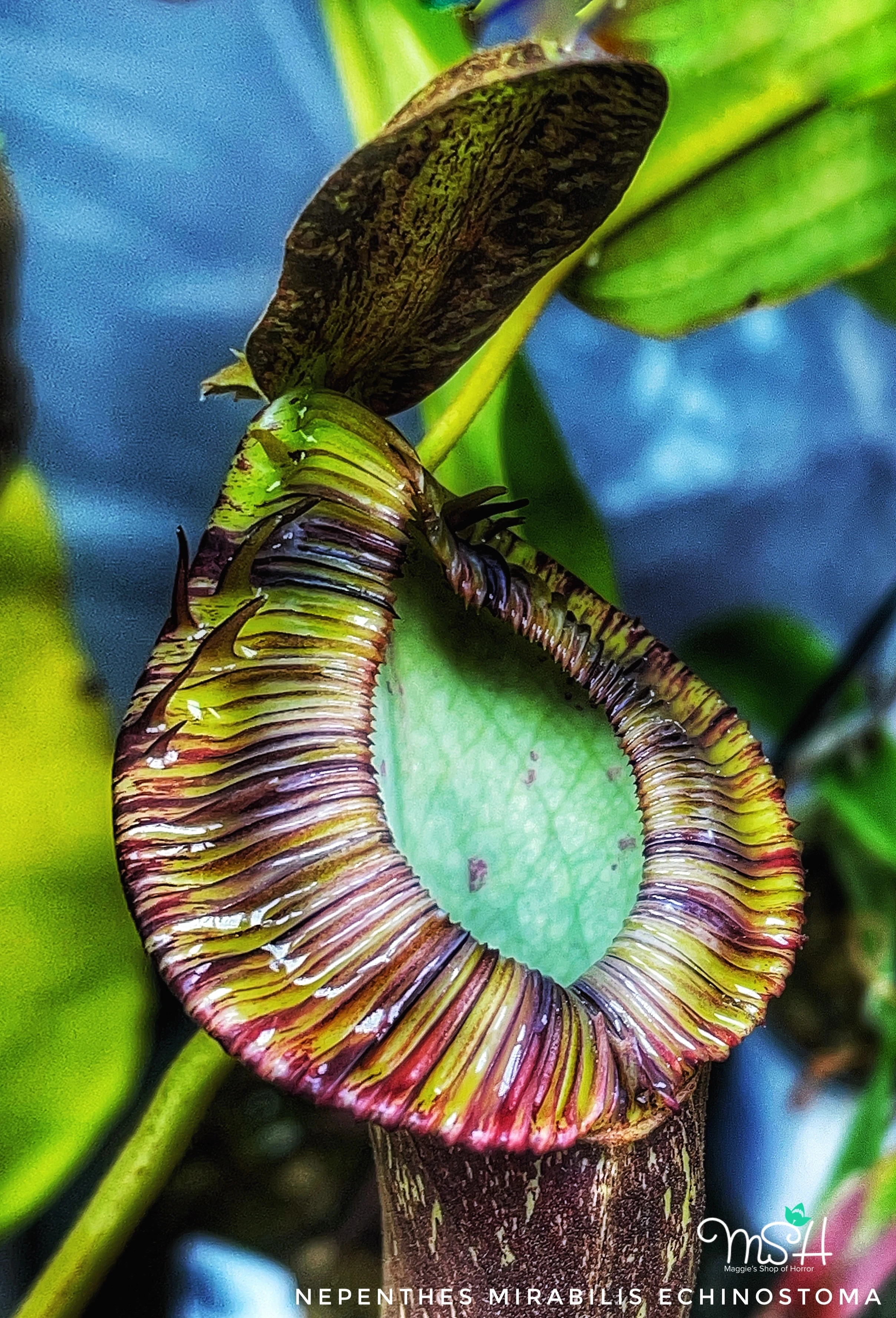 MSH Carnivorous Plants MSH Carnivorous Plants product 4