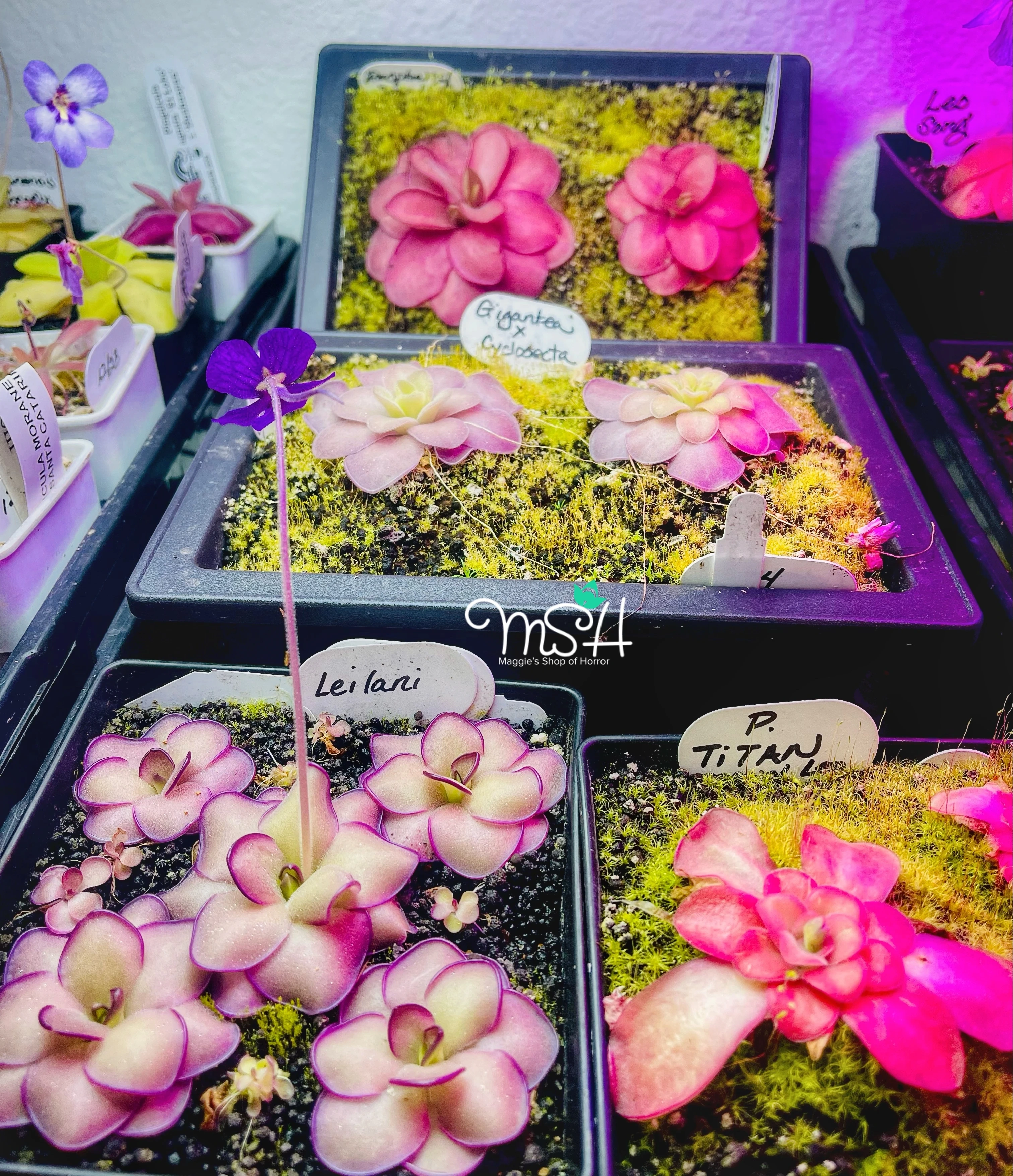 MSH Carnivorous Plants MSH Carnivorous Plants product 5